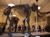 Naturalhistorymuseum2